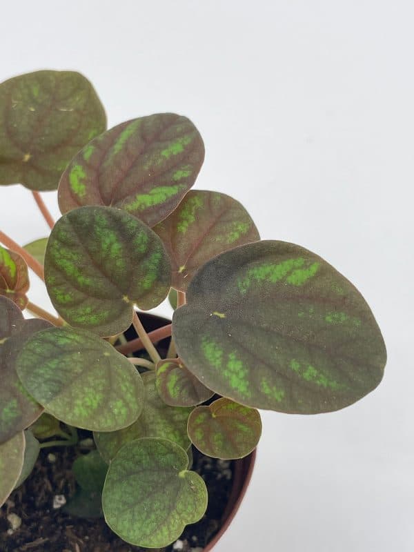 Red and Green Ripple Peperomia Frost, 2 inch, (brownish) Emerald Ripple Pepper, caperata, albovittata, Plantly
