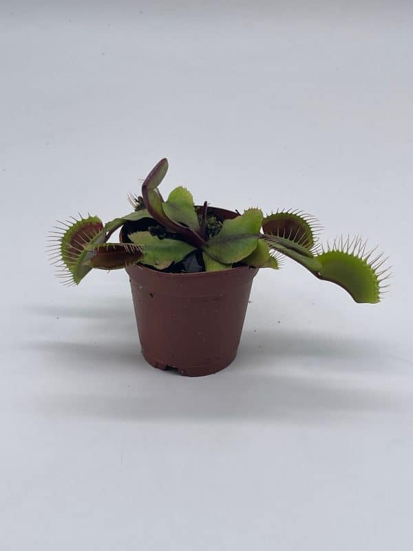 Red Venus Fly Trap, Carnivorous Plant, Venus&#8217;s Flytrap, Dionaea muscipula, Fine Comb Saw Tooth, 2 inch pot, Plantly