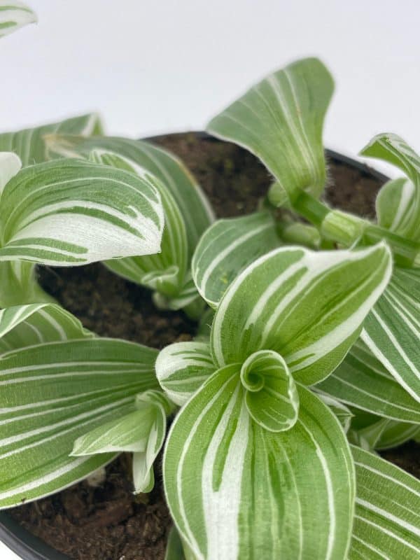 Wandering Jew, Tradescantia fluminensis, Green and White Variegated, 4 inch Very Filled