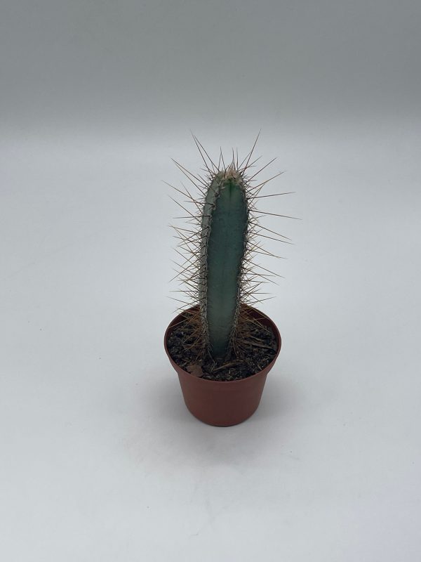 a small cactus plant in a brown pot