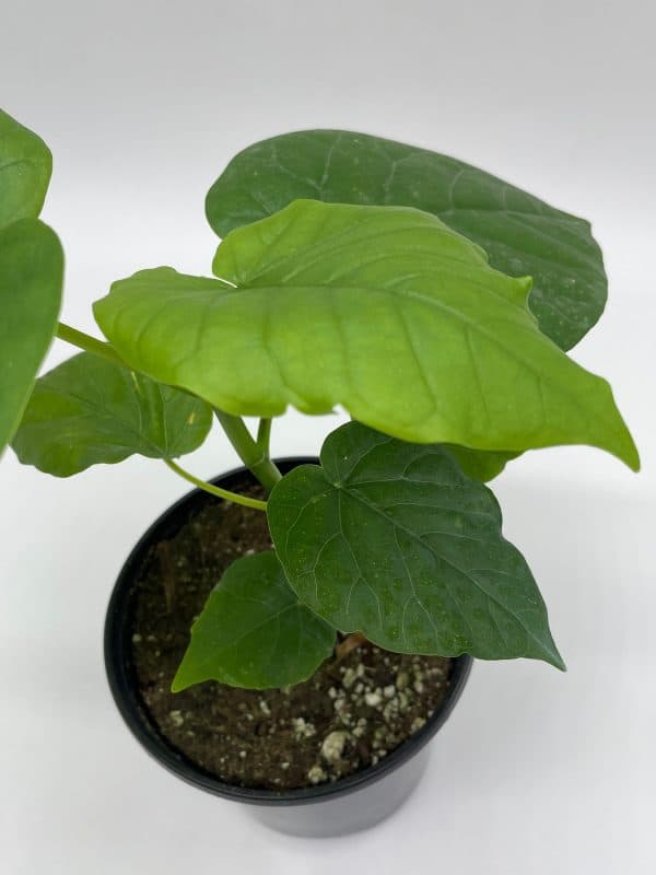 Ficus umbellata, 4 inch pot, Large Leaf, Moraceae, Vahl