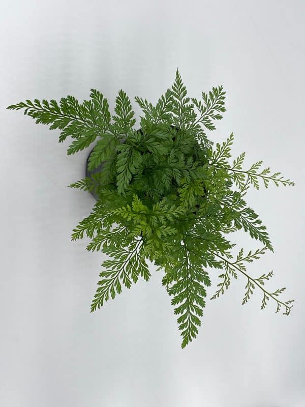 Rabbit&#8217;s Foot Fern, Footed Rabbit 4 inch pot, Davallia canariensis fejeensis, Deer, Hare&#8217;s Fern, Furry roots, Plantly