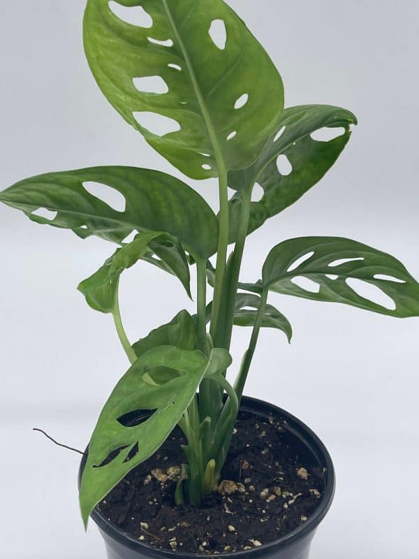 Monstera Adanosii deliciosa, Swiss Cheese Plant, in a 4 inch pot, split-leaf philodendron, Plantly
