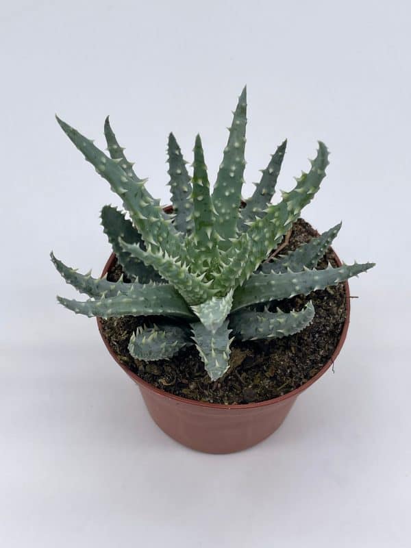 Aloe humilis, 3 inch, Spider Aloe, Dwarf Hedgehog Lace Aloe, Rare Exotic Haworthia