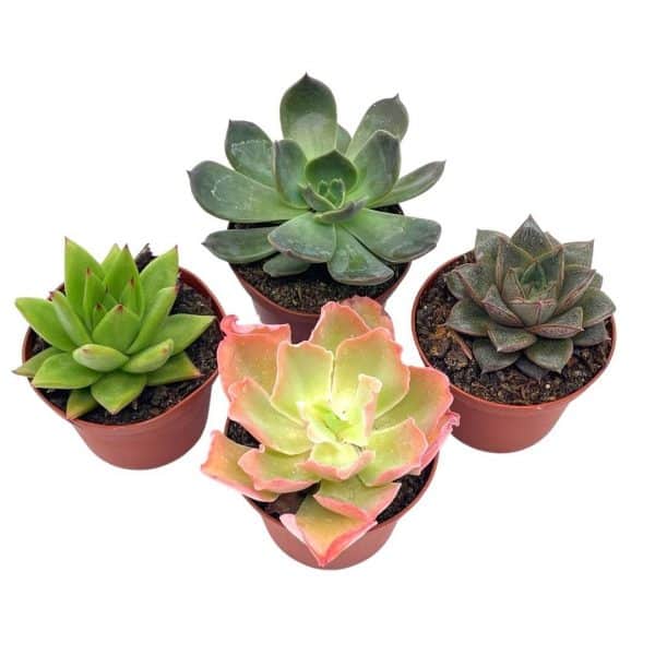 Echeveria Succulent Assortment, 3 inch potted Live Variety Set, Plantly