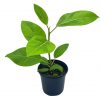 Ficus Altissima, 4 inch, Yellow Gem, Variegated Counciltree, Lofty Fig, Indian banyan,