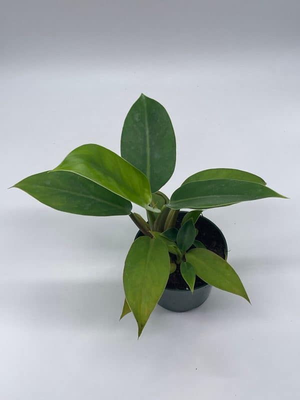 Philodendron Imperial Green Congo, 4 inch Rojo Red
