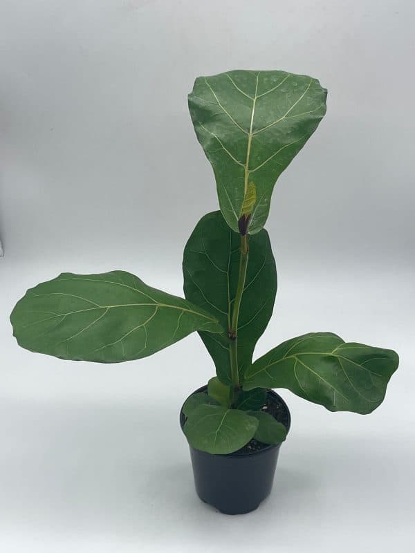 Ficus lyrata Bambino, 4 inch, Dwarf Fiddle Leaf Fig Tree, Plantly