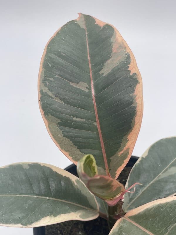 Ficus elastica, 4 inch, Variegated Rubberplant, Pink and white rubber plant