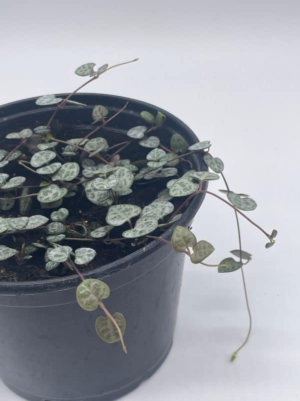 String of Hearts, 6 inch, Ceropegia woodii, Plantly