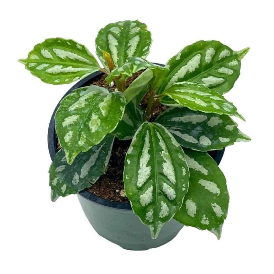 Best Indoor Plants For Sale Cheap Plants for sale online Plantly
