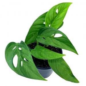 Quickfire Hydrangea Plant Care, Plantly