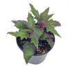 Flame Violet Velvetplant, Gynura aurantiaca, Purple Velvet Plant in 4 inch pot. Fuzzy Leaves