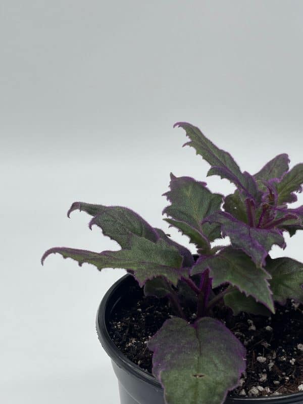 Flame Violet Velvetplant, Gynura aurantiaca, Purple Velvet Plant in 4 inch pot. Fuzzy Leaves, Plantly