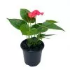 Anthurium Pink, Flamingo Lily, andraeanum Linden ex André painter's palette in 4 inch pot, very full healthy