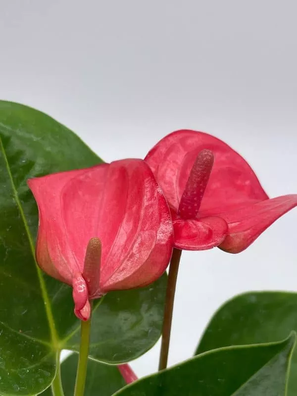 Anthurium Pink, Flamingo Lily, andraeanum Linden ex André painter&#8217;s palette in 4 inch pot, very full healthy, Plantly