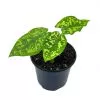 Alocasia 'Hilo Beauty', Caladium Praetermissum, 4 inch pot, Green and White Alocasia, Elephant Ear
