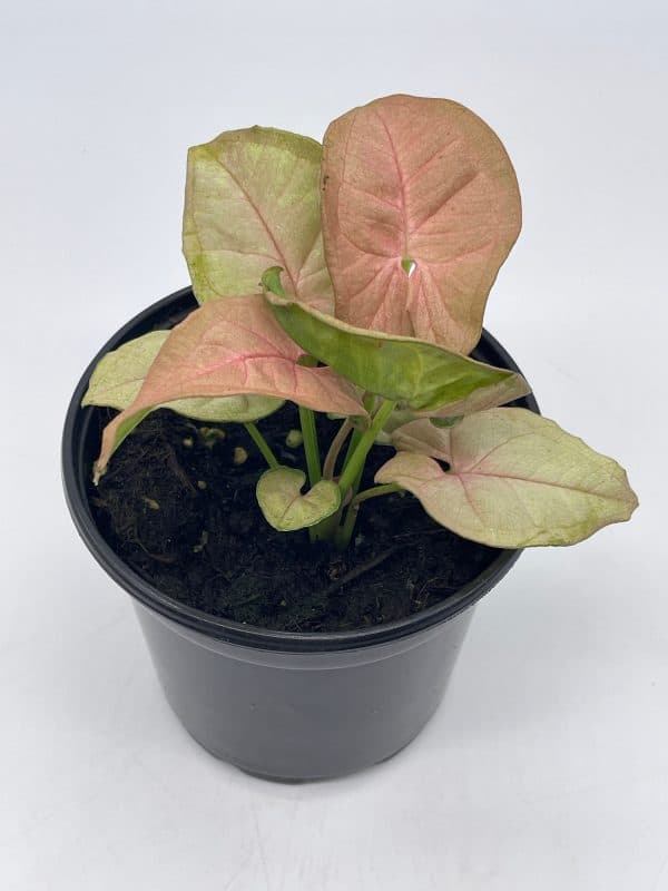 Syngonium Pink, podophyllum, in 4 inch pot, Plantly