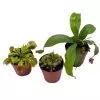 Carnivorous Plant Set, Venus Fly Trap Assortment, Nepenthes, Rotundifolia, Set of 3, premium collection,2 inch pot, windowsill plants, gift