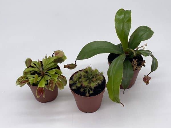 Carnivorous Plant Set, Venus Fly Trap Assortment, Nepenthes, Rotundifolia, Set of 3, premium collection,2 inch pot, windowsill plants, gift, Plantly