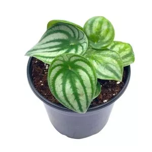 Watermelon Peperomia, Peperomia argyreia, water melon begonia, in a 4 inch pot, live rooted potted rare succulent