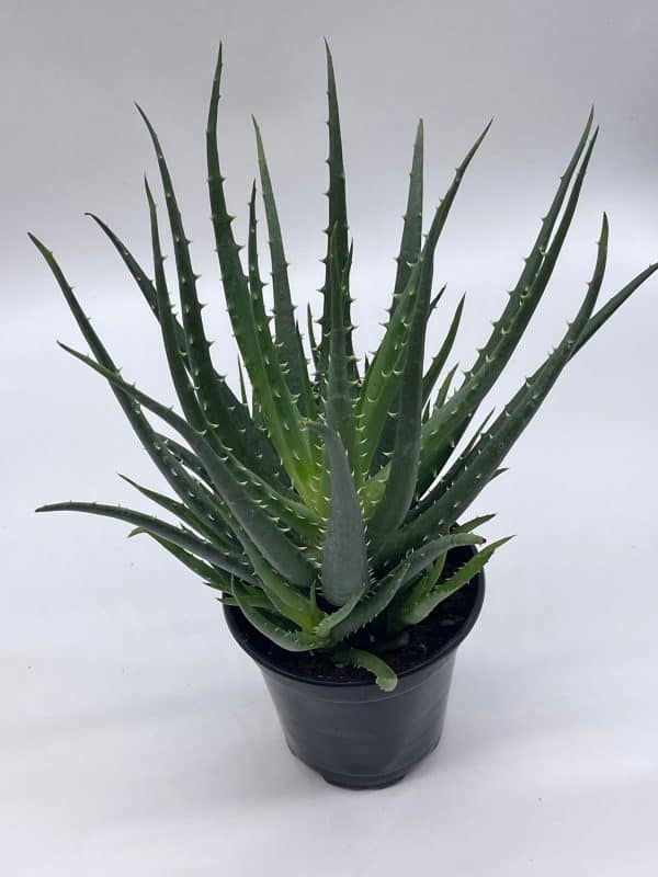 Giant Aloe Vera / Extra Large Aloe barbadensis miller / Natural Aloe Vera Gel Plant, Plantly