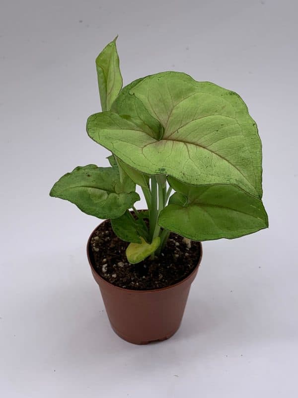 Syngonium Cream Allusion in 2 inch pot, well rooted live starter house plant, Plantly