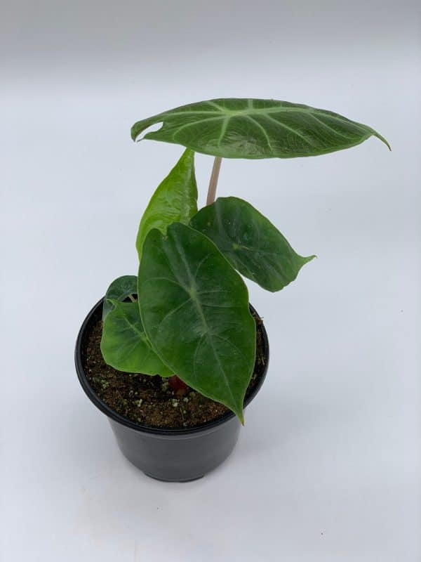 Alocasia Morocco, Alocasia Reginu, 4 inch, Elephant Ear African Plant, Clear Green