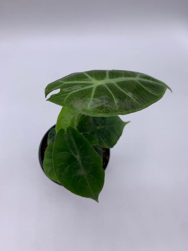Alocasia Morocco, Alocasia Reginu, 4 inch, Elephant Ear African Plant, Clear Green