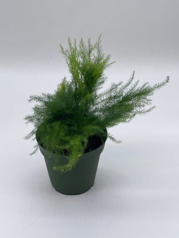 Asparagus Fern Plumosa, Asparagus setaceus, 4 inch, lace fern, climbing asparagus, or ferny