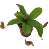 Winged pitcher plant, Carnivorous, Nepenthes alata, in 2 inch pot