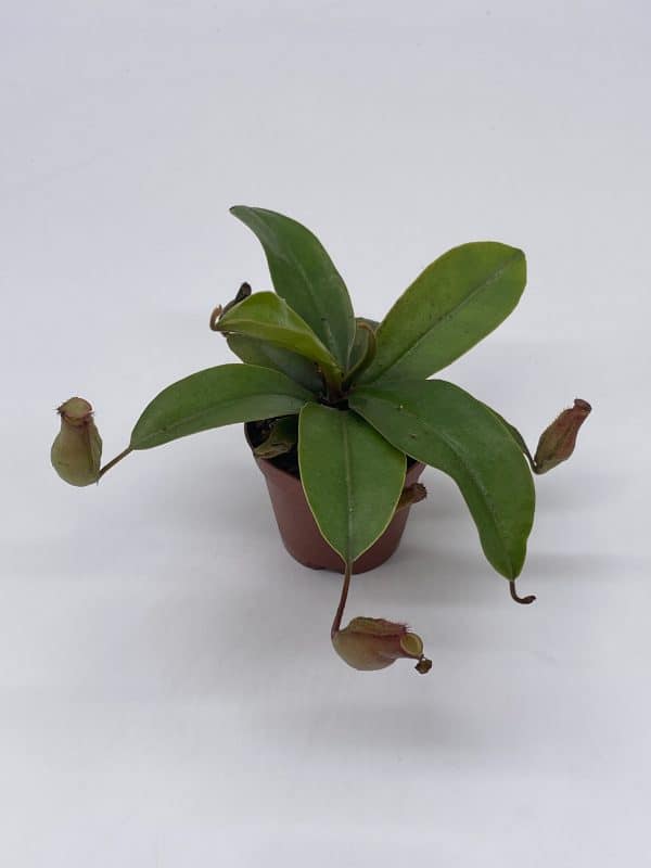 Winged pitcher plant, Carnivorous, Nepenthes alata, in 2 inch pot, Plantly