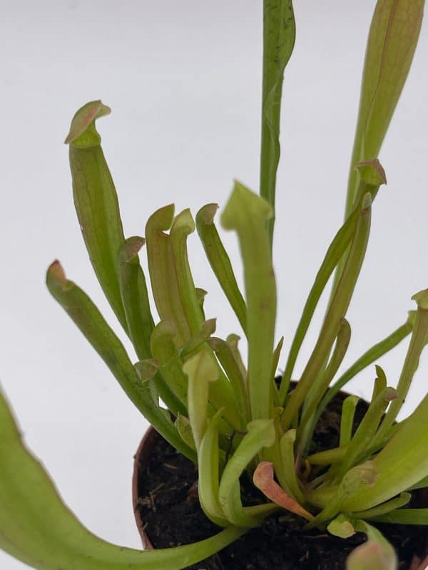 Sweet Pitcher Plant, Carnivorous Plant, Sarracenia rubra Walter pitcherplant, Plantly