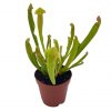 Sweet Pitcher Plant, Carnivorous Plant, Sarracenia rubra Walter pitcherplant
