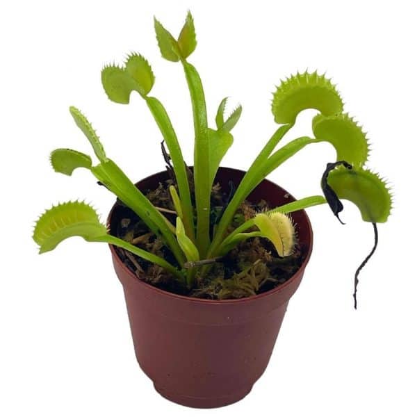 Venus flytrap, Dionaea muscipula, Venus&#8217;s fly trap, perennial carnivorous plant 2 inch pot,, Plantly