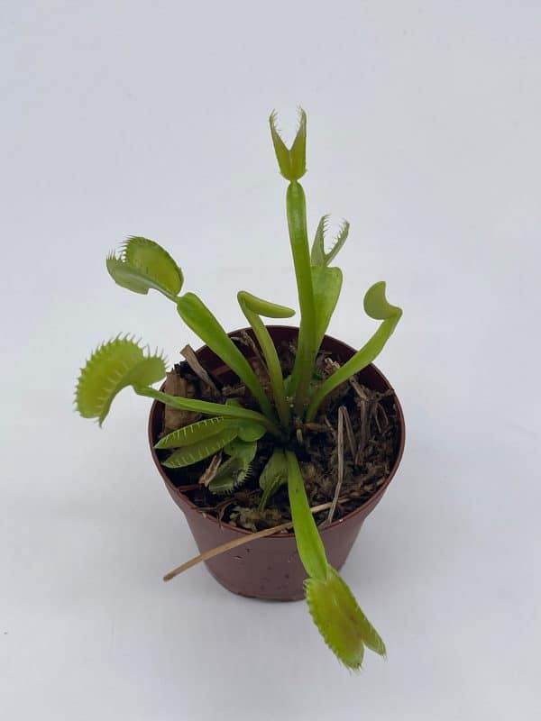 Venus flytrap, Dionaea muscipula, Venus&#8217;s fly trap, perennial carnivorous plant 2 inch pot,, Plantly