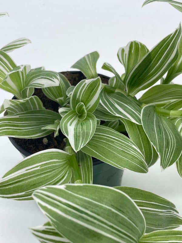 Wandering Jew, Tradescantia fluminensis, Green and White Variegated, 4 inch Very Filled