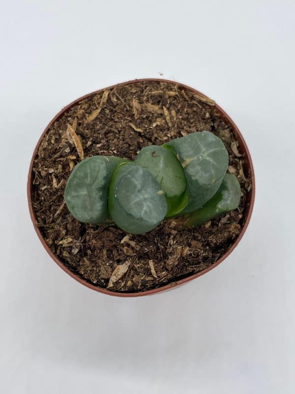 Lithops marmorata, Living Stones, succulent pebble plant 2 inch