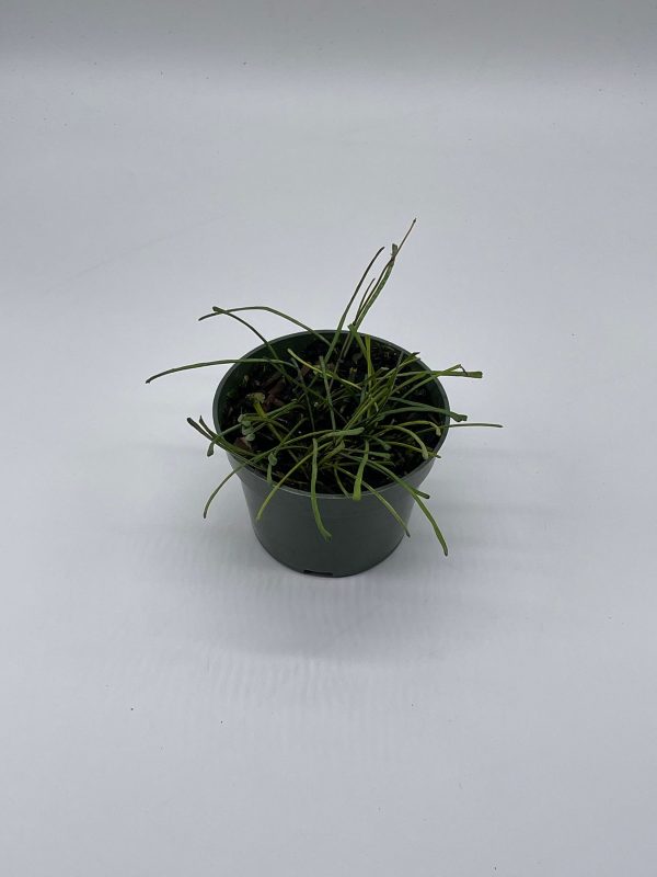 Hoya Linearis, 4 inch, fuzzy stems, curtain hoya, wax plant, wax vine, and porcelain vine, Plantly