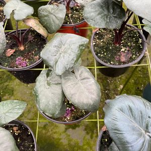 5 Best Plants for Bath Bouquet, Plantly