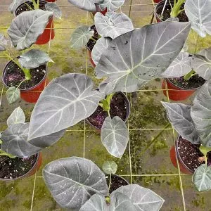 Alocasia Regal Shield, 6 inch, Black Elephant Ear, Upright Alocasia Regal Shield, 6 inch, Black Elephant Ear, Upright