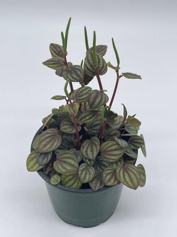 Red and Green Peperomia albovittata,4 inch pot, Rare mixed frost peperomia, Plantly