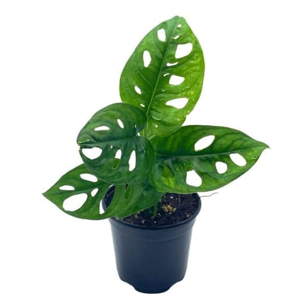 Monstera Adanosii deliciosa, Swiss Cheese Plant, in a 4 inch pot, split-leaf philodendron, Plantly