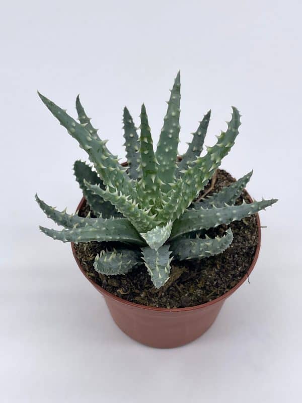 Aloe humilis, 3 inch, Spider Aloe, Dwarf Hedgehog Lace Aloe, Rare Exotic Haworthia