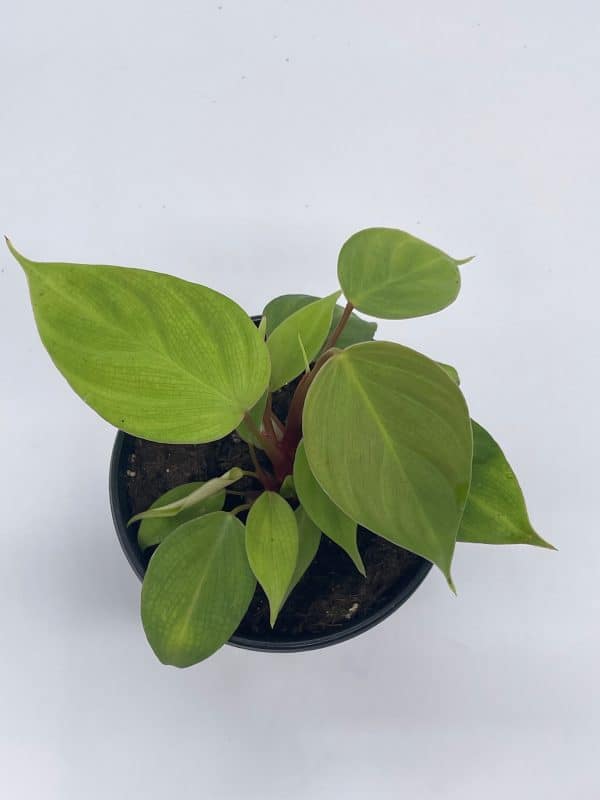 Lemon and Lime Philodendron hederaceum, imperial green, in a 4 inch pot, Plantly