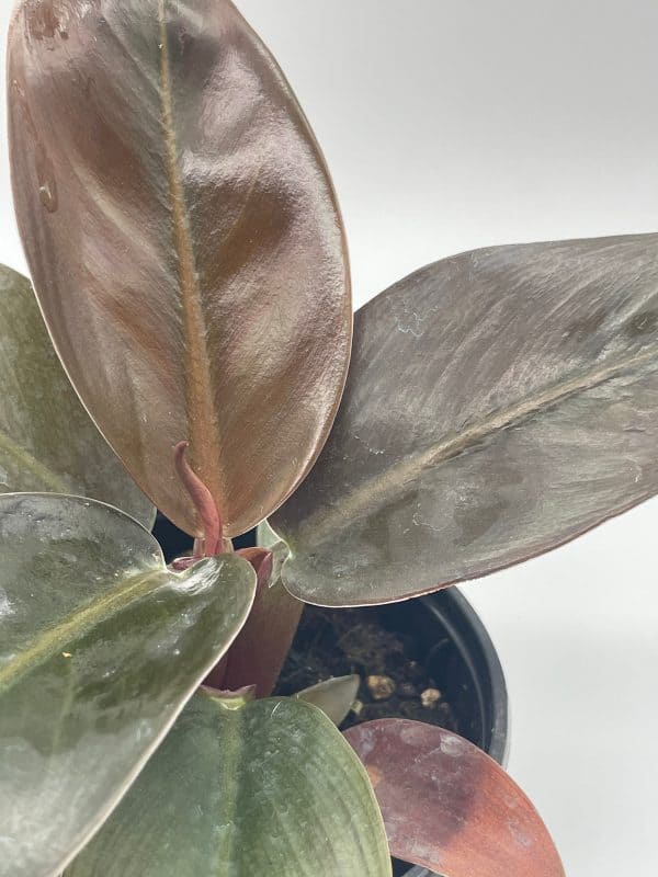 Blushing Philodendron, 4 inch, Red-leaf Philodendron, Philodendron erubescens, Plantly