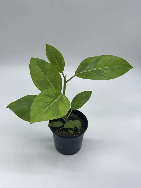 Ficus Altissima, 4 inch, Yellow Gem, Variegated Counciltree, Lofty Fig, Indian banyan,, Plantly