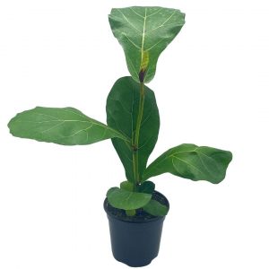 Ficus lyrata Bambino, 4 inch, Dwarf Fiddle Leaf Fig Tree