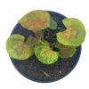 Syngonium podophyllum, Mango Allusion, 4 inch, Arrowhead Vine