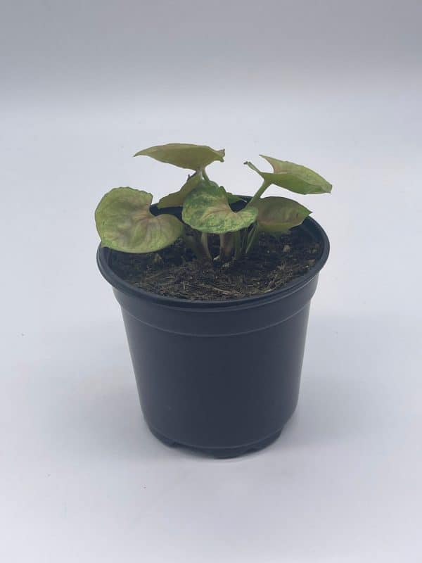 Syngonium podophyllum, Mango Allusion, 4 inch, Arrowhead Vine